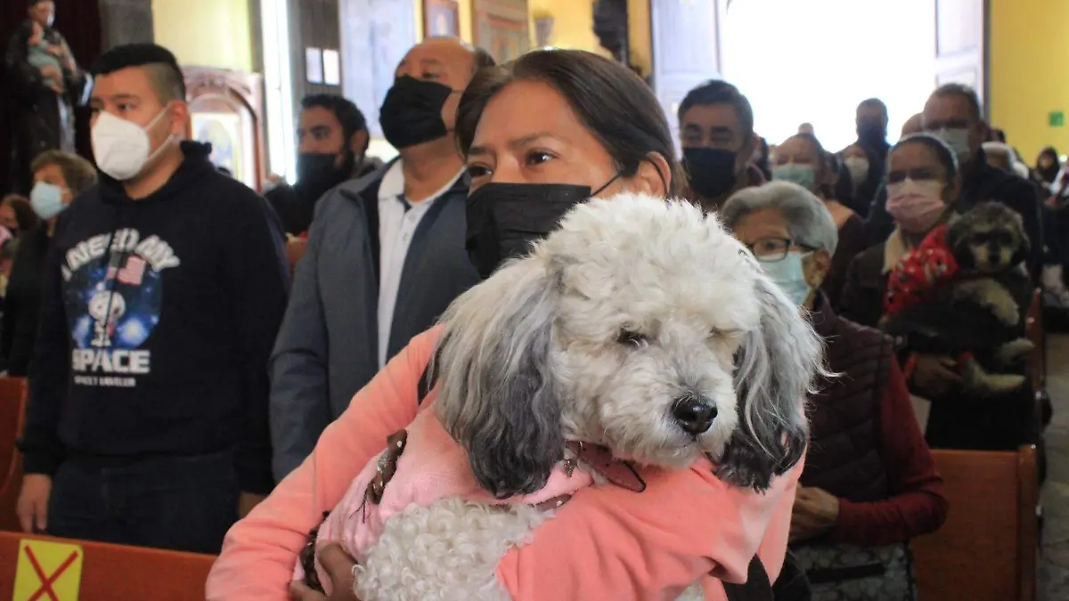 Acuden perritos y gatos a la bencidión de animales